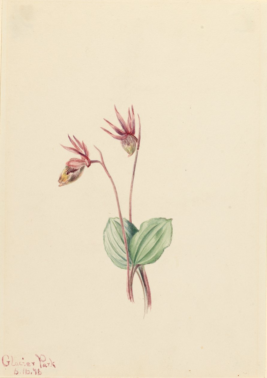 Calypso Cytherea bulbosa, 1916 - Mary Vaux Walcott