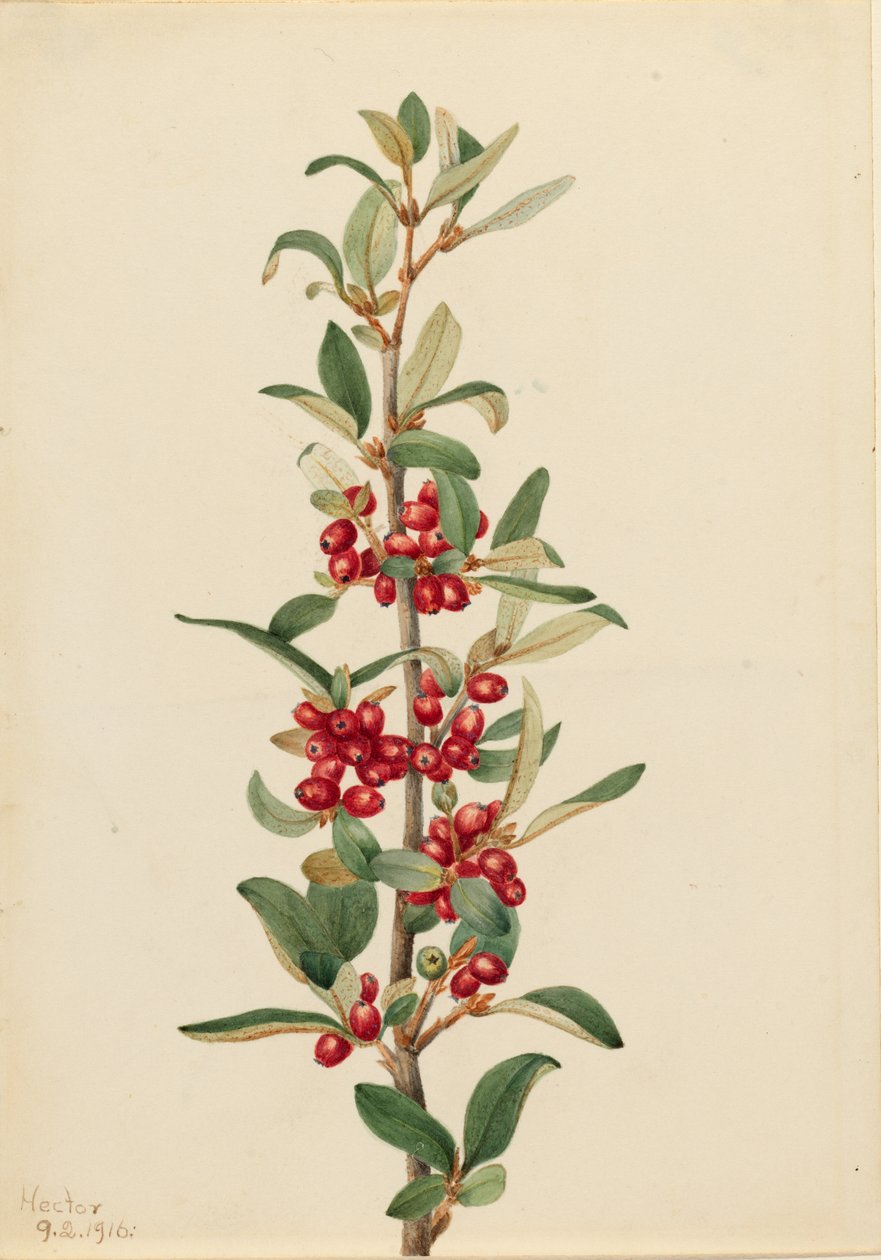 Lepargyre du Canada (Lepargyrea canadensis) - Mary Vaux Walcott