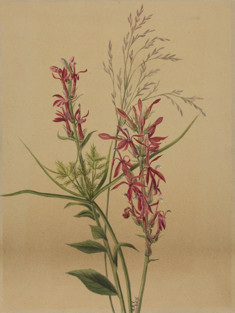 Fleur de cardinal (Lobelia cardinalis) - Mary Vaux Walcott