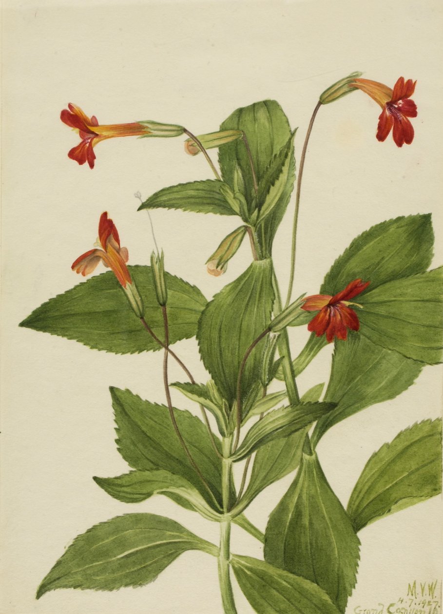 Fleur de singe cardinal (Mimulus cardinalis) - Mary Vaux Walcott