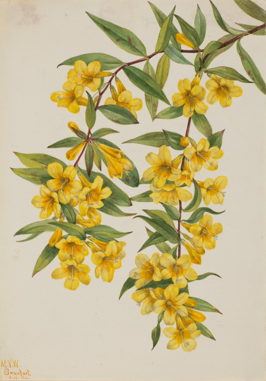 Jessamine de Caroline (Gelsemium sempervirens) - Mary Vaux Walcott