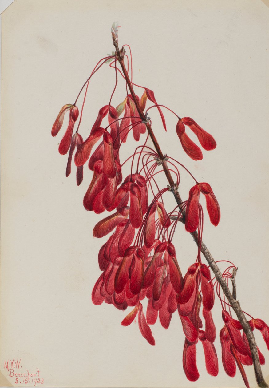 Érable de Caroline (Acer carolinianum) - Mary Vaux Walcott