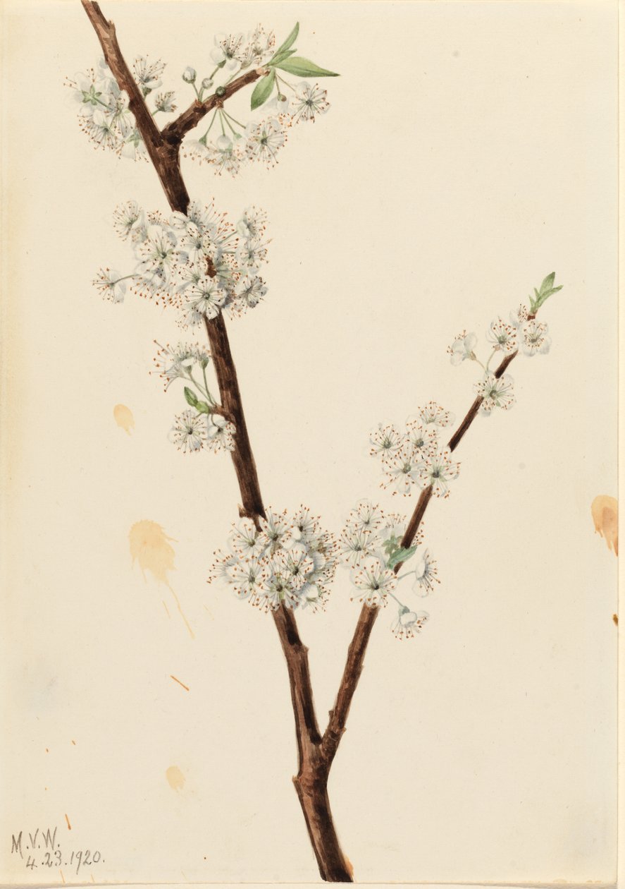 Prunier de Chickasaw (Prunus angustifolia) - Mary Vaux Walcott