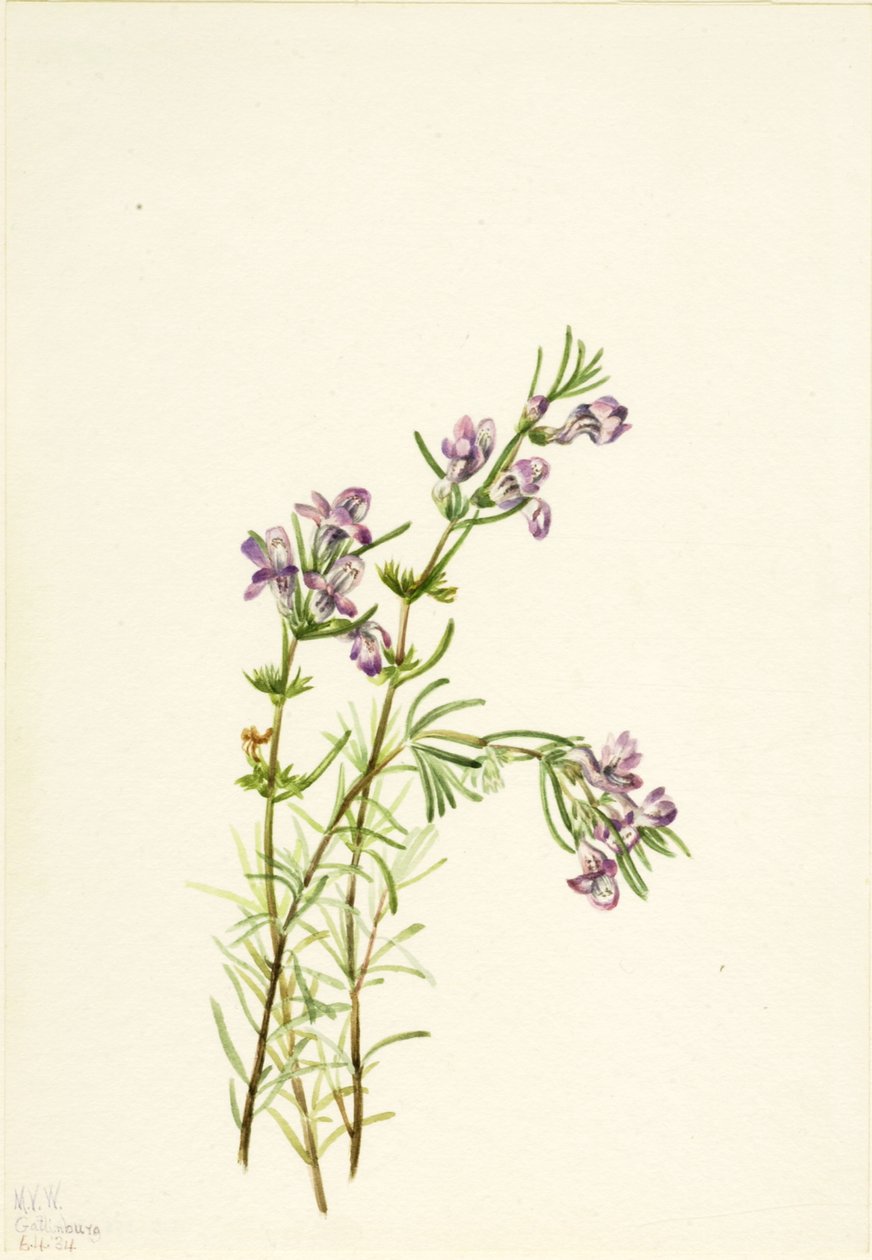 Conradina verticillata - Mary Vaux Walcott