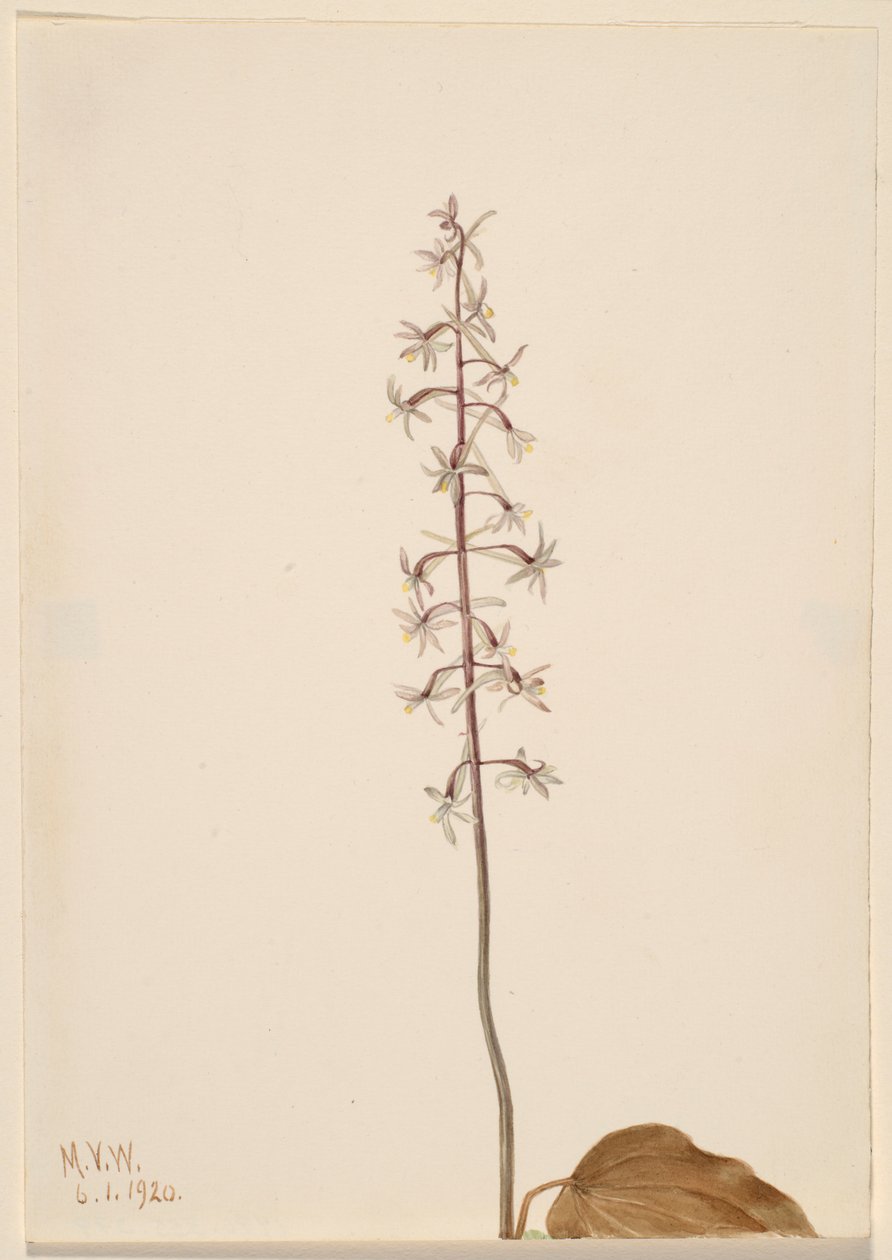 Orchis grue (Tipularia uniflora) - Mary Vaux Walcott