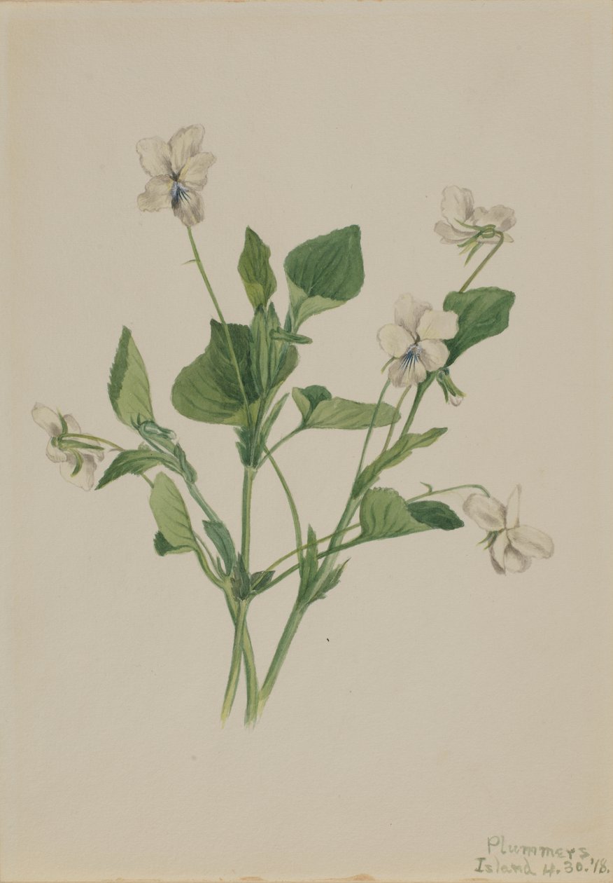 Violette crème Viola striata, 1918 - Mary Vaux Walcott