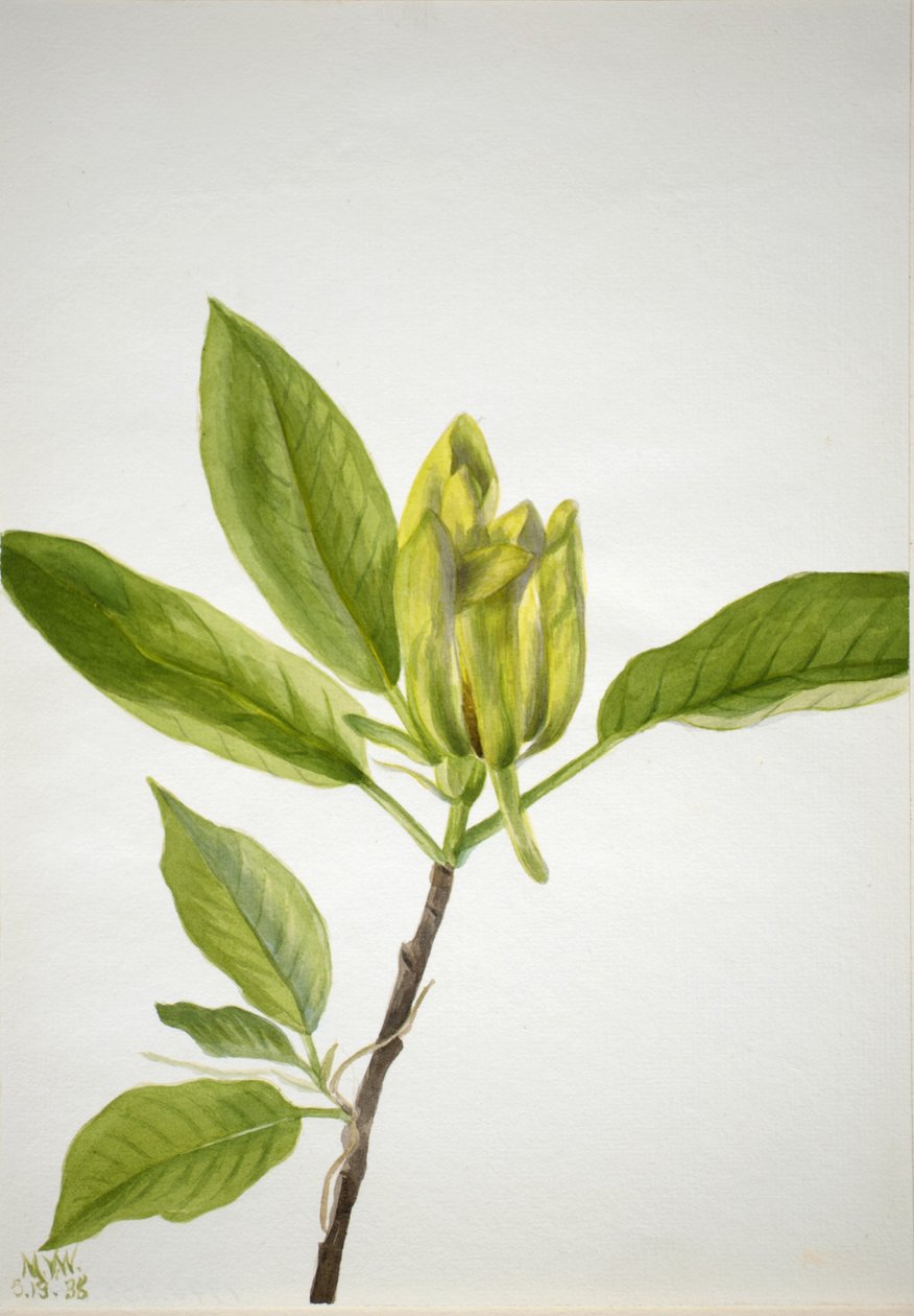 Concombre (Magnolia scuminata) - Mary Vaux Walcott