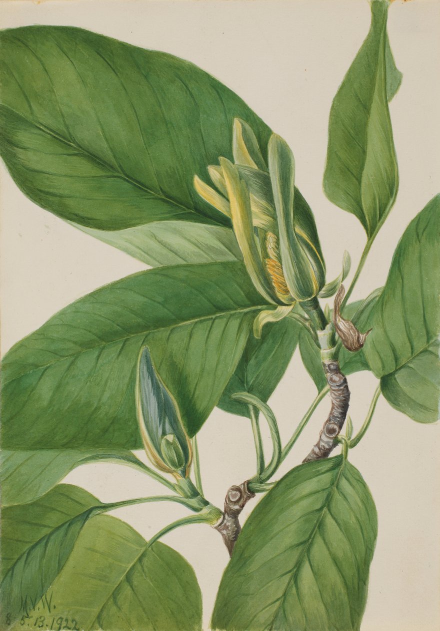 Concombre (Magnolia acuminata) - Mary Vaux Walcott
