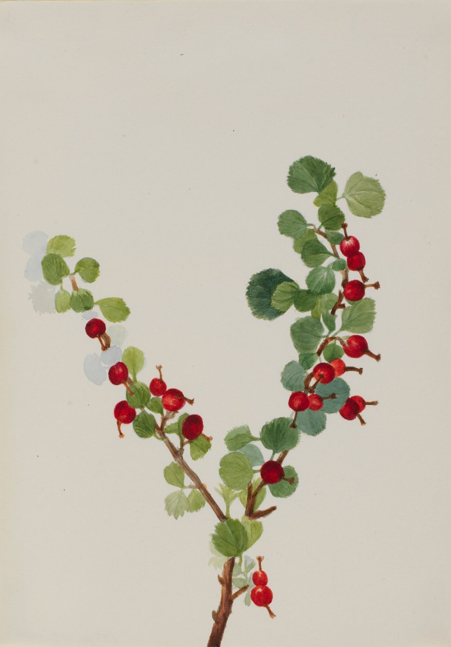 Groseille (non finie) (Ribes species) - Mary Vaux Walcott
