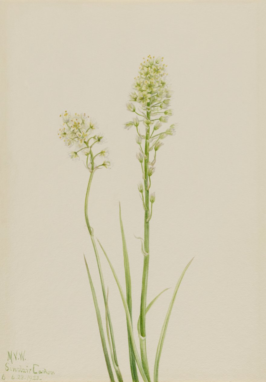 Camas de la mort (Zygadenus venenosus) - Mary Vaux Walcott