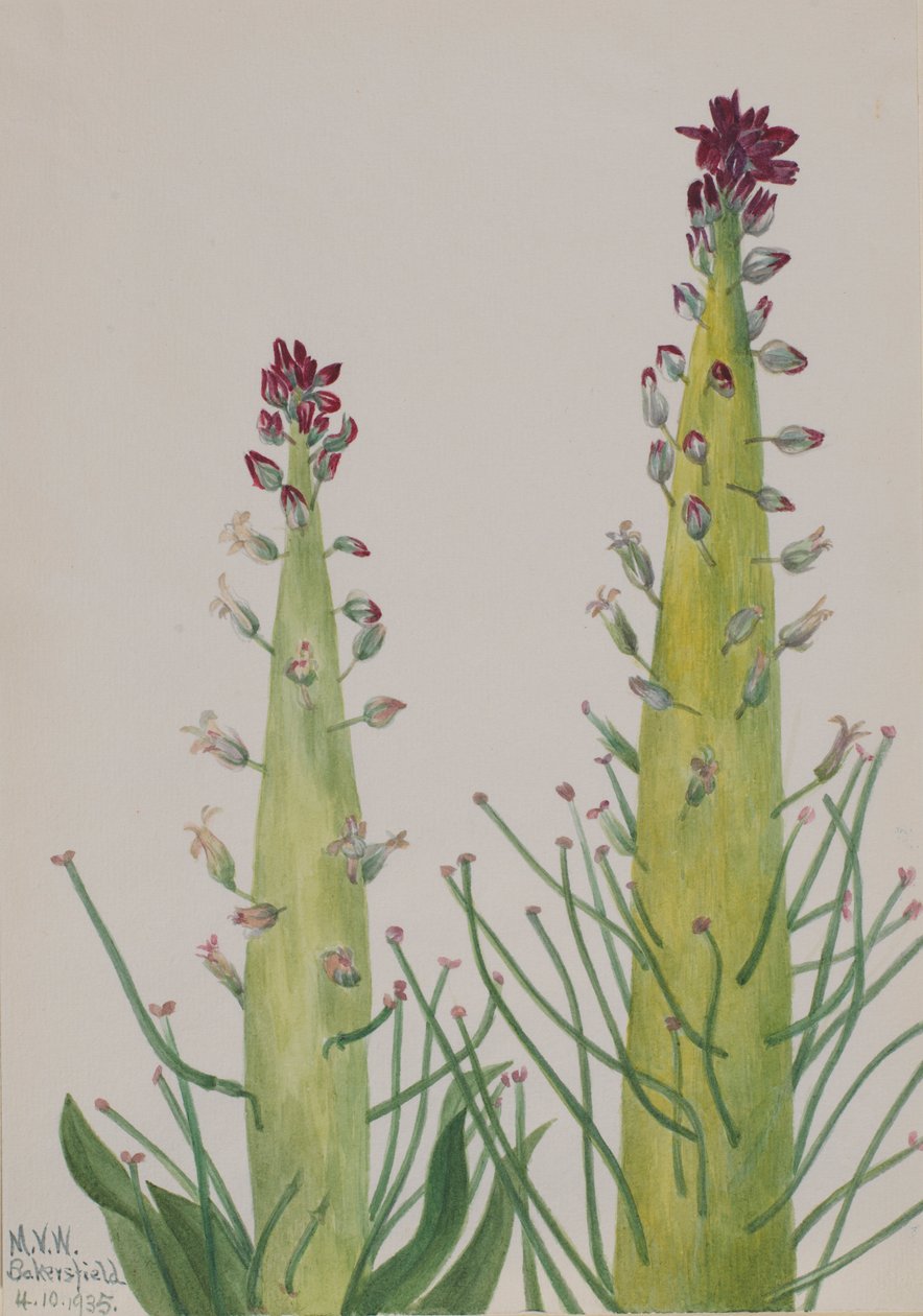 Bougie du désert (Caulanthus inflatus) - Mary Vaux Walcott