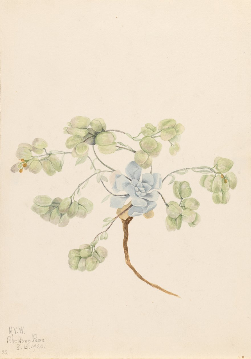 Physaria didymocarpa (Physaria didymocarpa) - Mary Vaux Walcott
