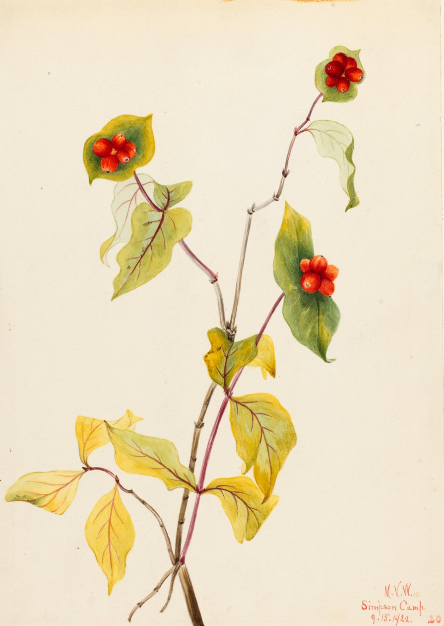 Chèvrefeuille de Douglas (Lonicera glaucescens) - Mary Vaux Walcott