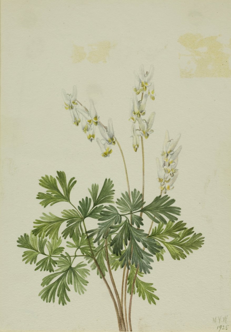 Bikukulla cucullaria (Bikukulla cucullaria) - Mary Vaux Walcott