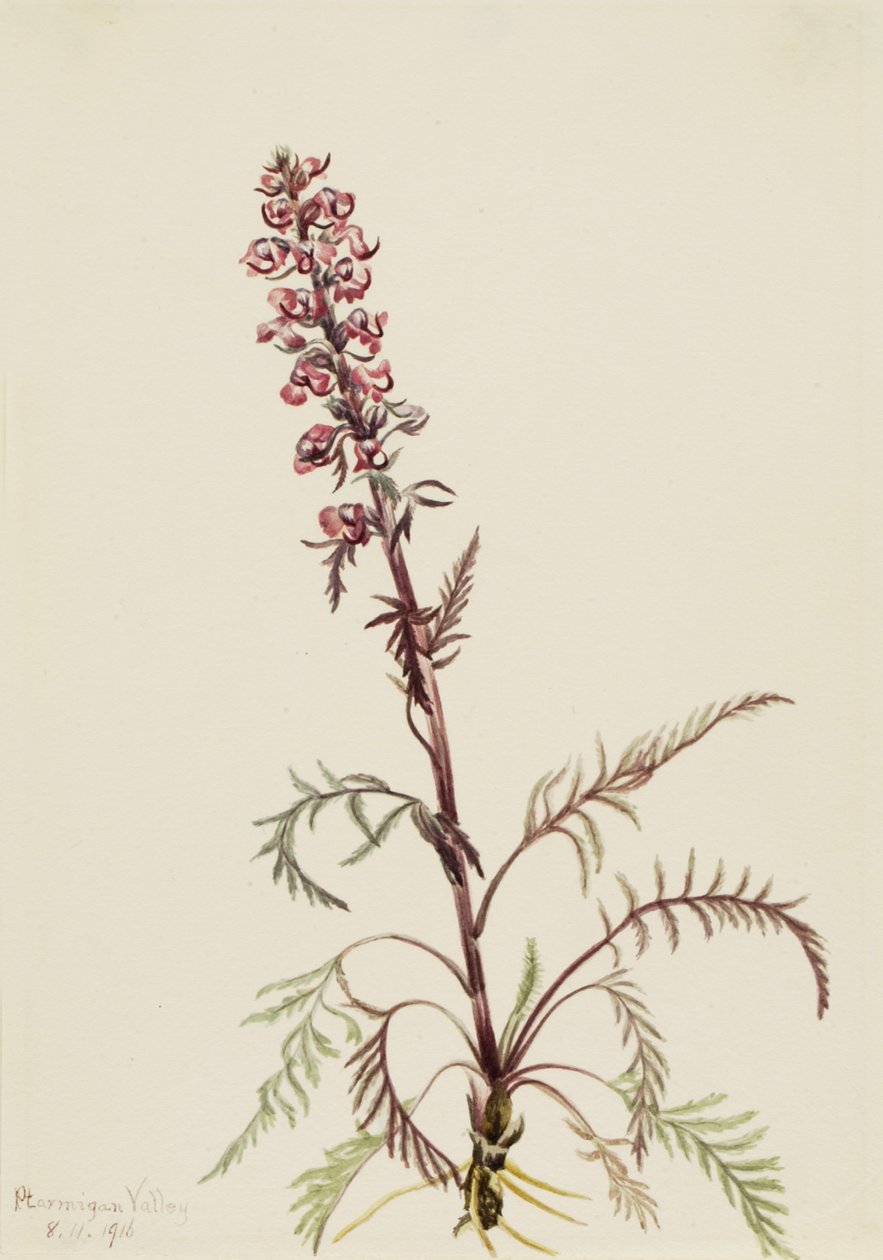 Pedicularis groenlandica, 1916 - Mary Vaux Walcott