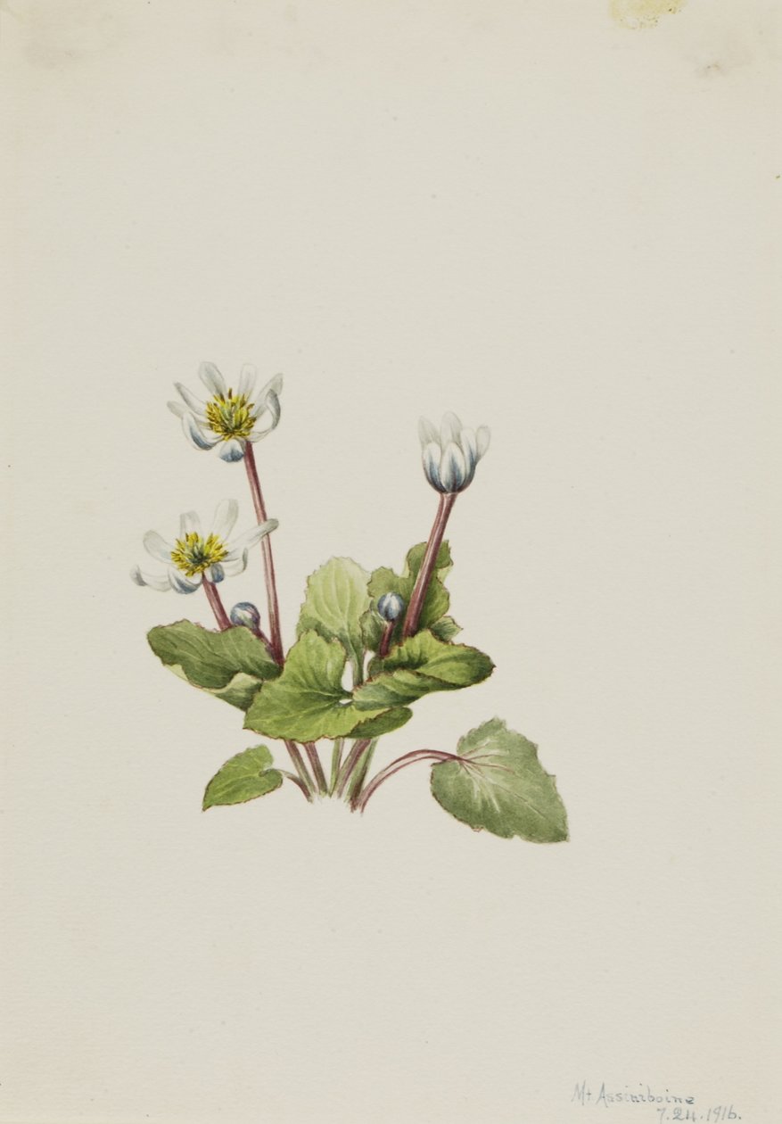 Elkslip (Caltha leptosepala) - Mary Vaux Walcott