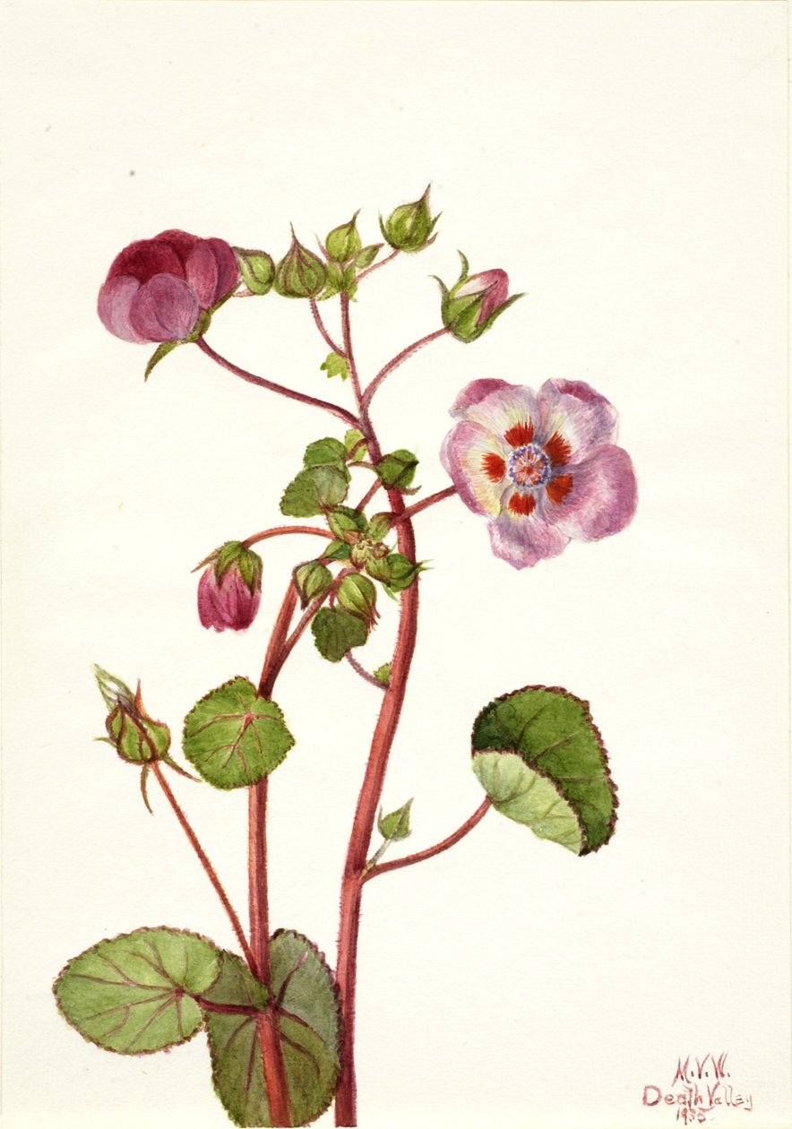 Eremalche rotundifolia - Mary Vaux Walcott