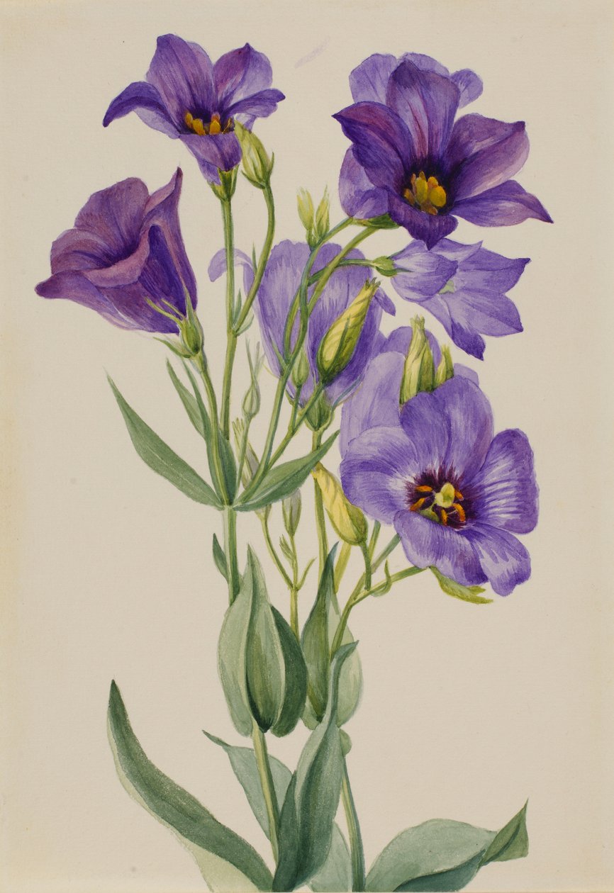 Eustoma russelianum - Mary Vaux Walcott