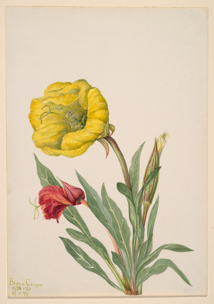 Onagre (Oenothera howardi) - Mary Vaux Walcott