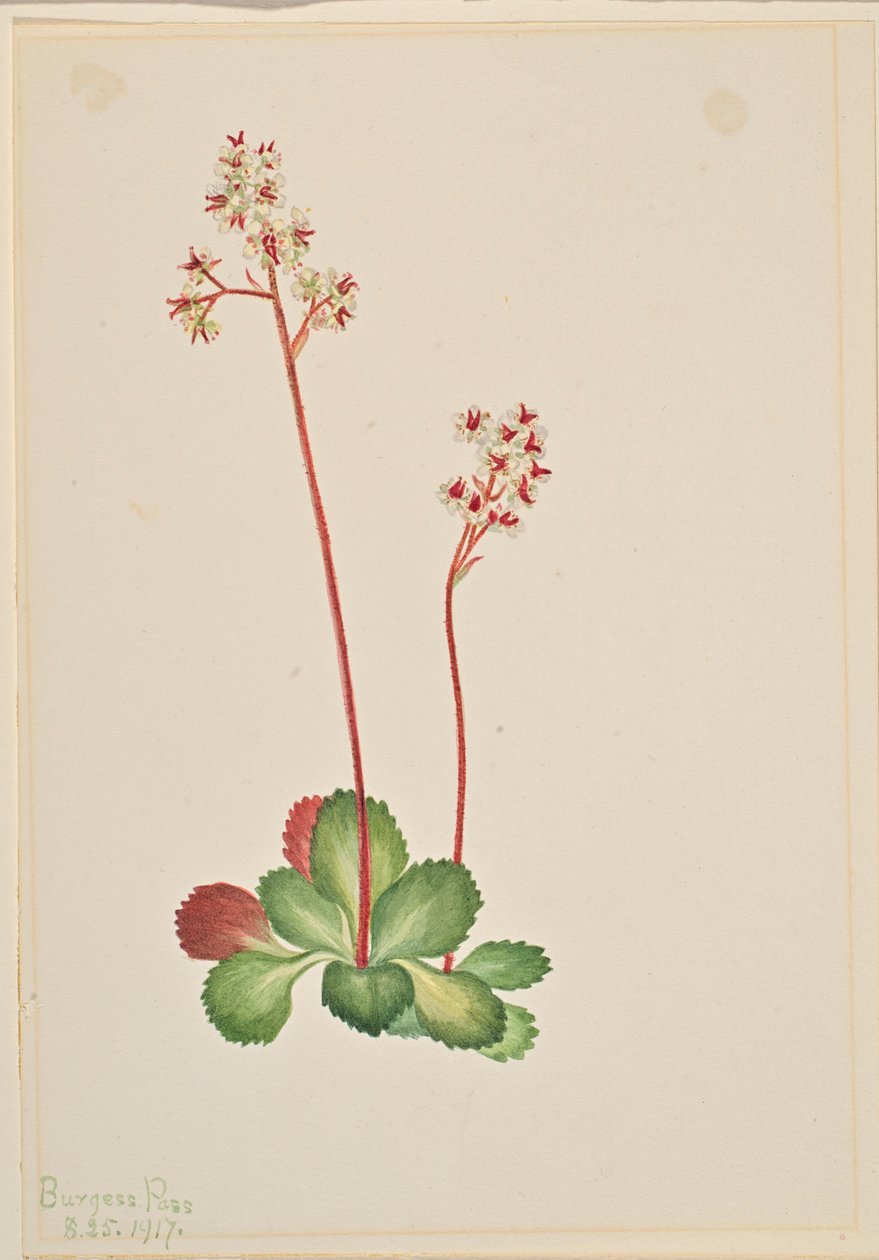 Saxifrage à feuilles persistantes (Leptarrhena pyrolifolia) - Mary Vaux Walcott