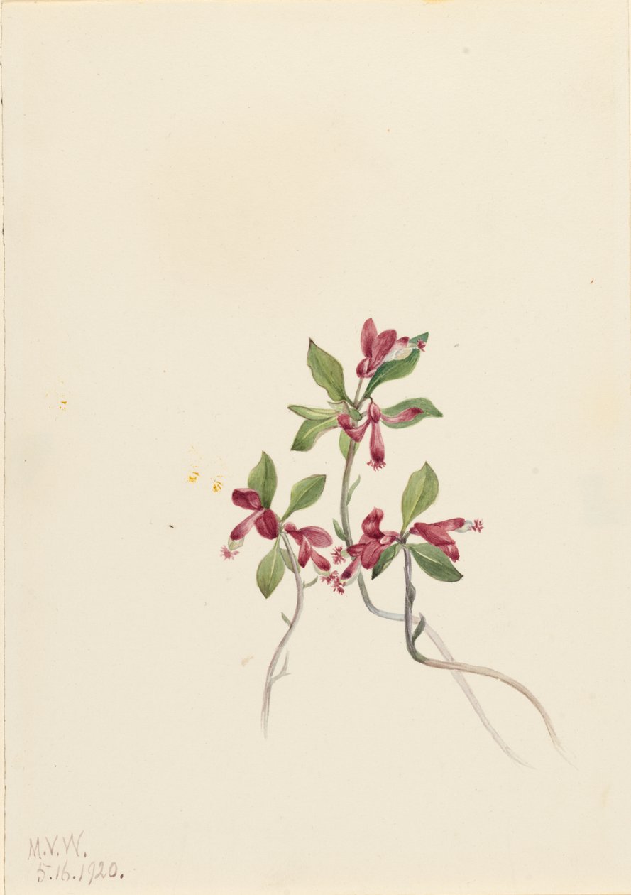 Polygala à franges (Polygala paucifolia) - Mary Vaux Walcott