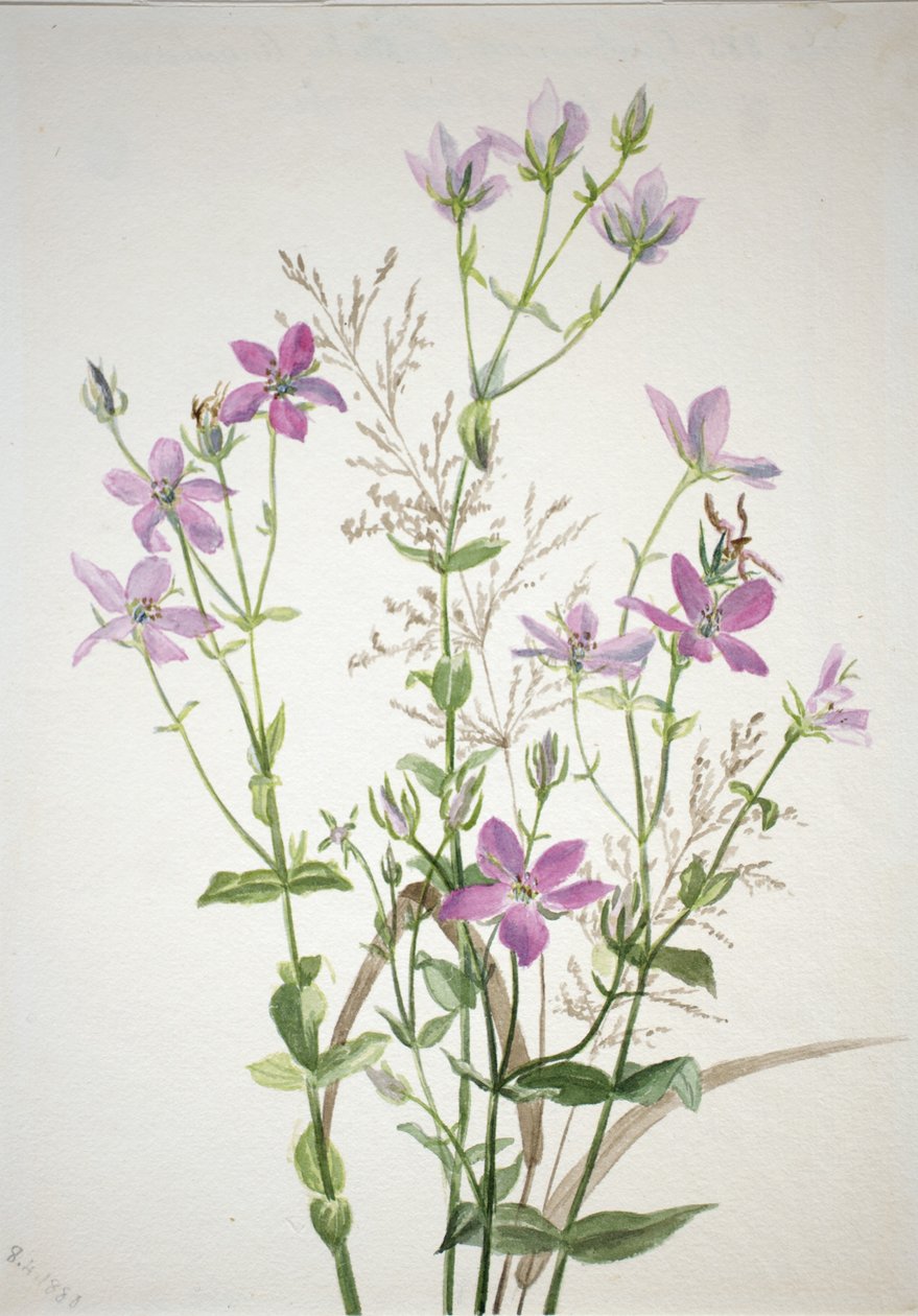 Gentianacease sabbalia angularis - Mary Vaux Walcott