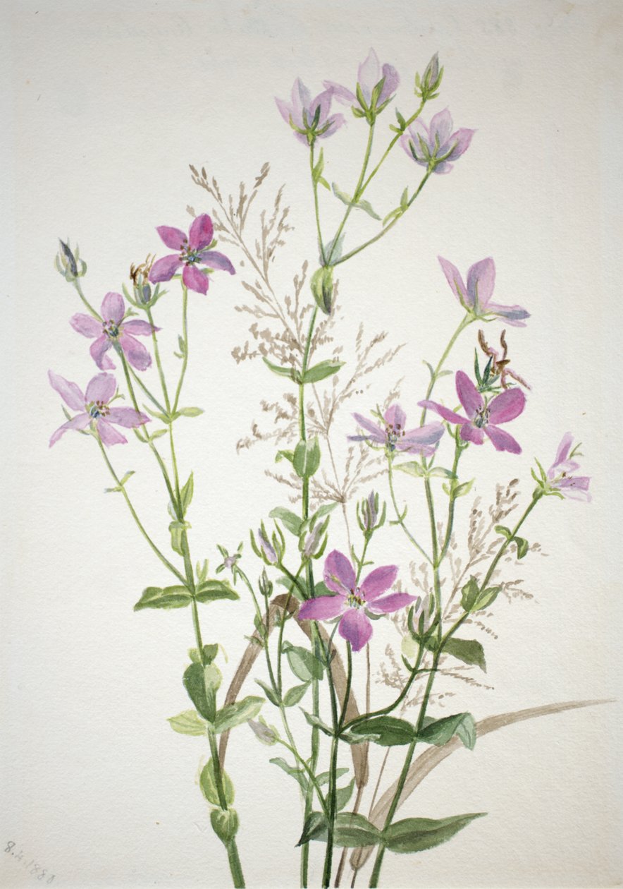 Gentianacées sabbalia angularis - Mary Vaux Walcott