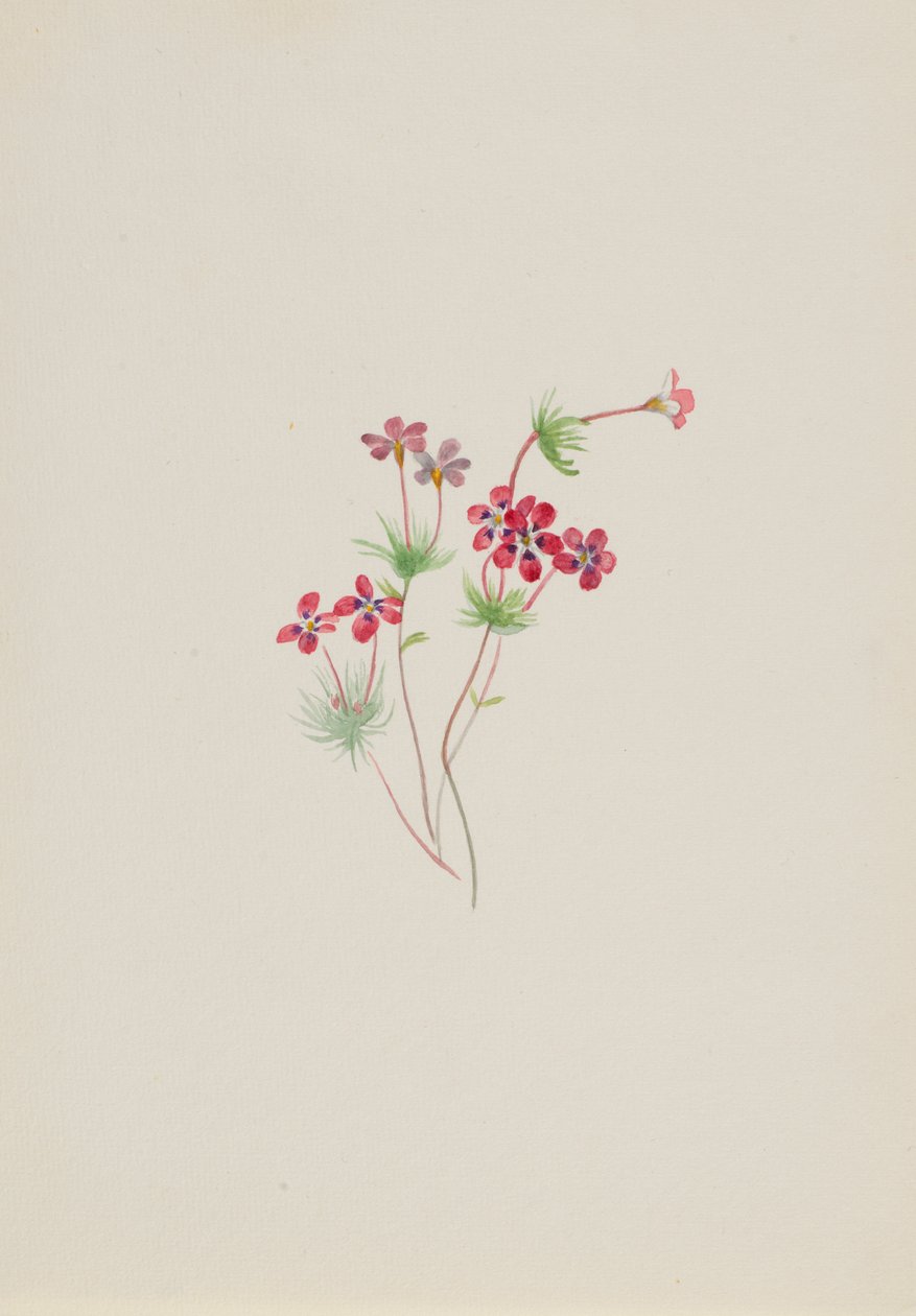 Gilia linanthus parviflorus - Mary Vaux Walcott