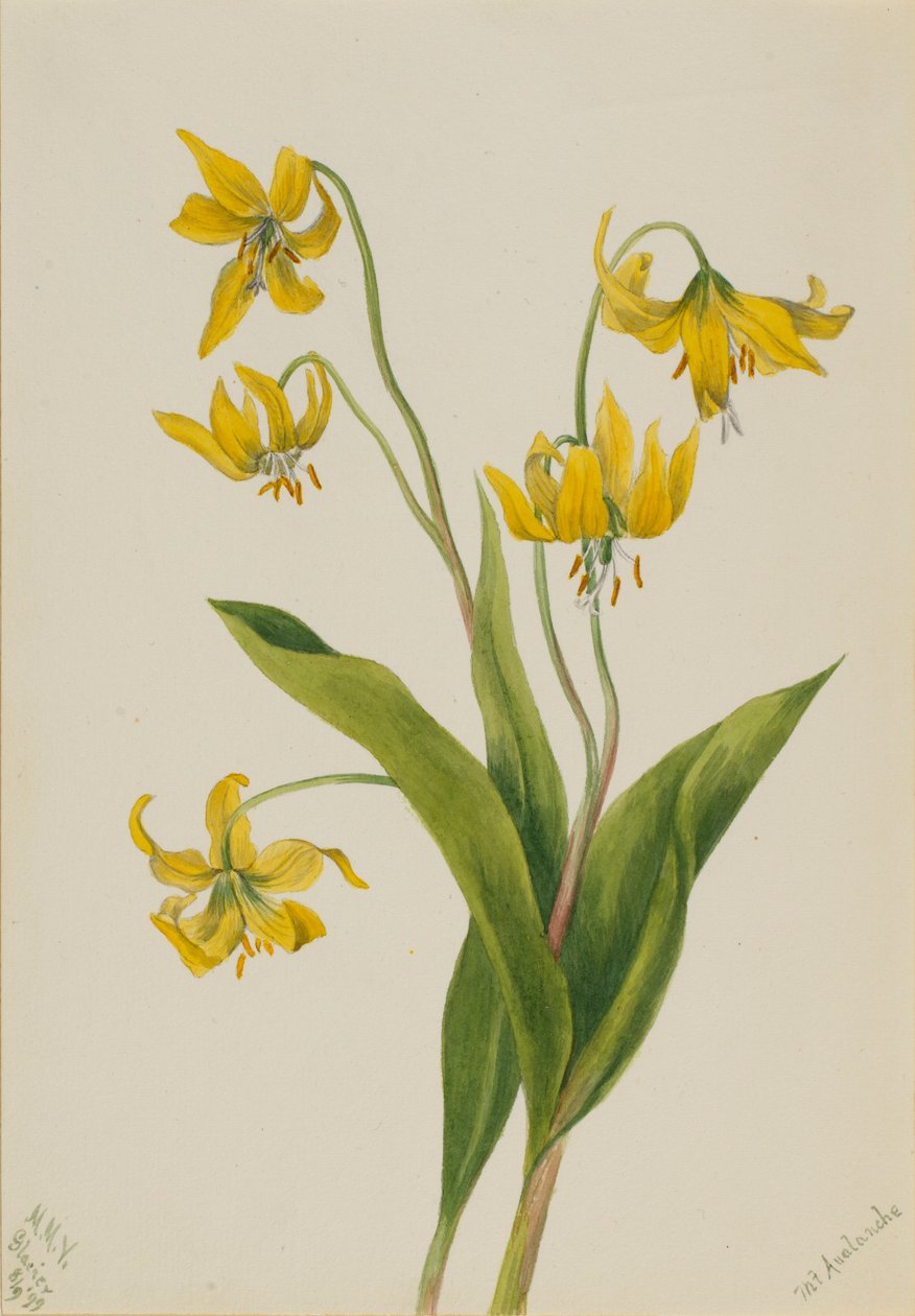Lis des glaciers (Erythronium grandiflorum) - Mary Vaux Walcott