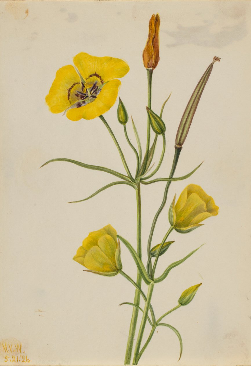 Mariposa de l