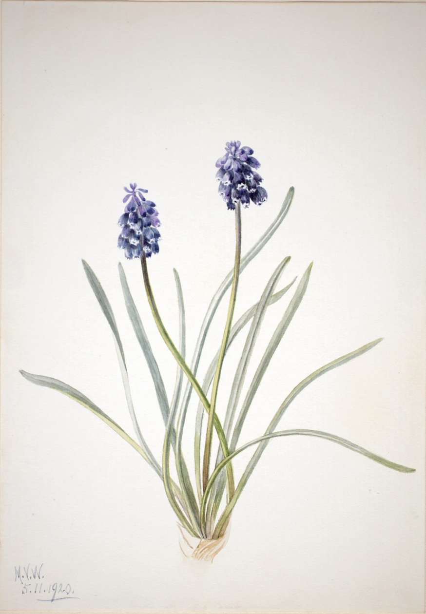 Jacinthe de raisin (Muscari racemosum) - Mary Vaux Walcott