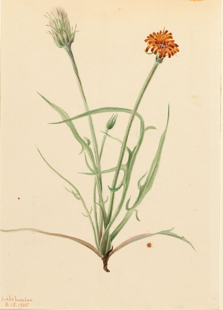 Agoséris à feuilles de graminées (Agoseris graminifolia) - Mary Vaux Walcott