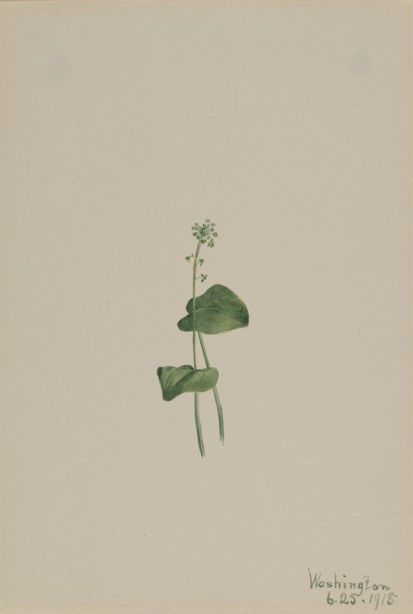 Malaxis unifolia (Malaxis unifolia) - Mary Vaux Walcott
