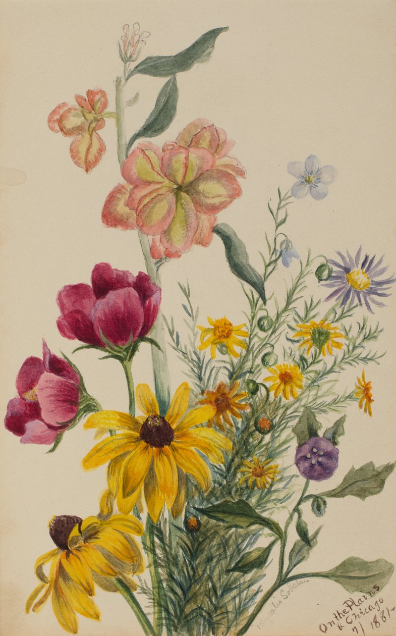 Groupe de fleurs - Mary Vaux Walcott