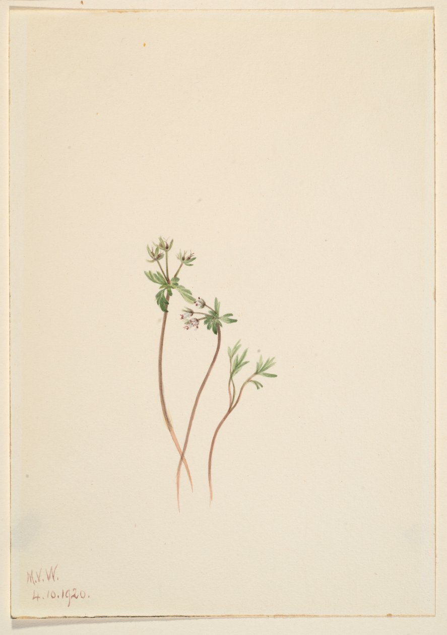 Présage du printemps (Erigenia bulbosa) - Mary Vaux Walcott
