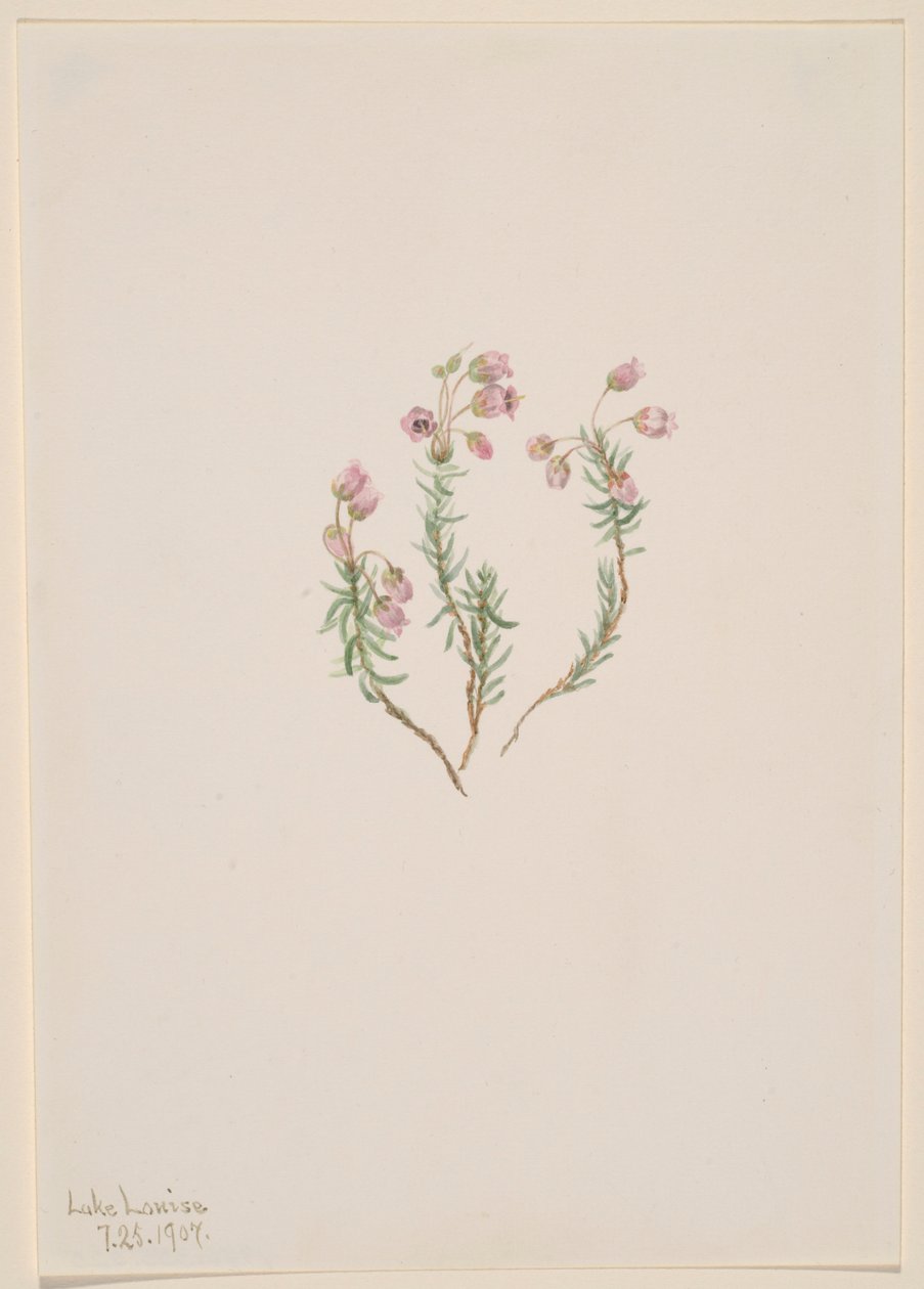 Bruyère (Phyllodoce intermedia) - Mary Vaux Walcott