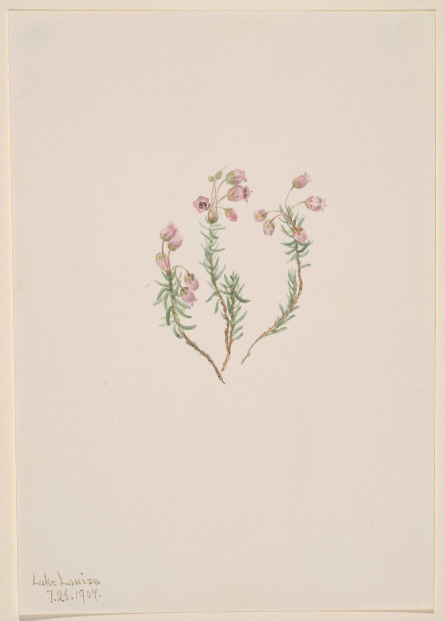Bruyère Phyllodoce intermedia, 1907 - Mary Vaux Walcott