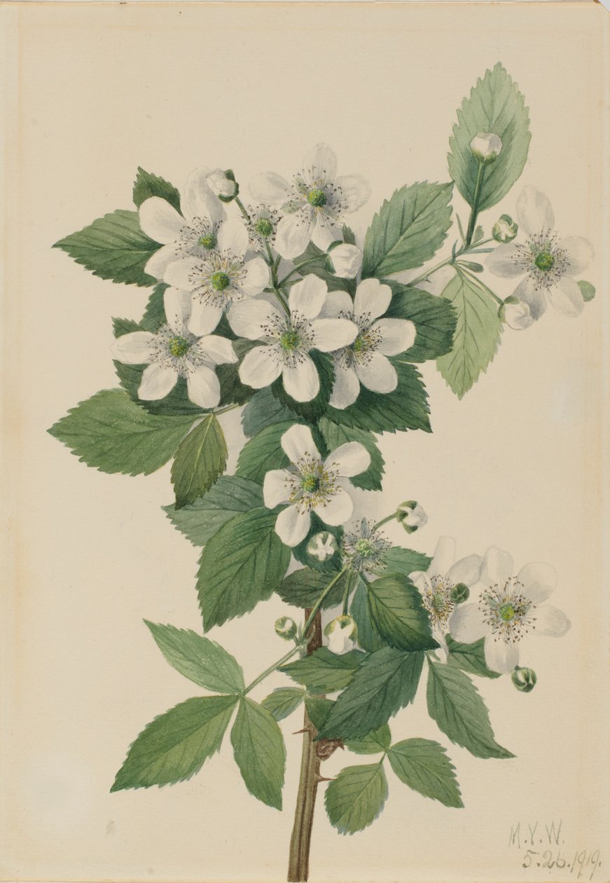 Mûre en corymbe (Rubus argutus) - Mary Vaux Walcott