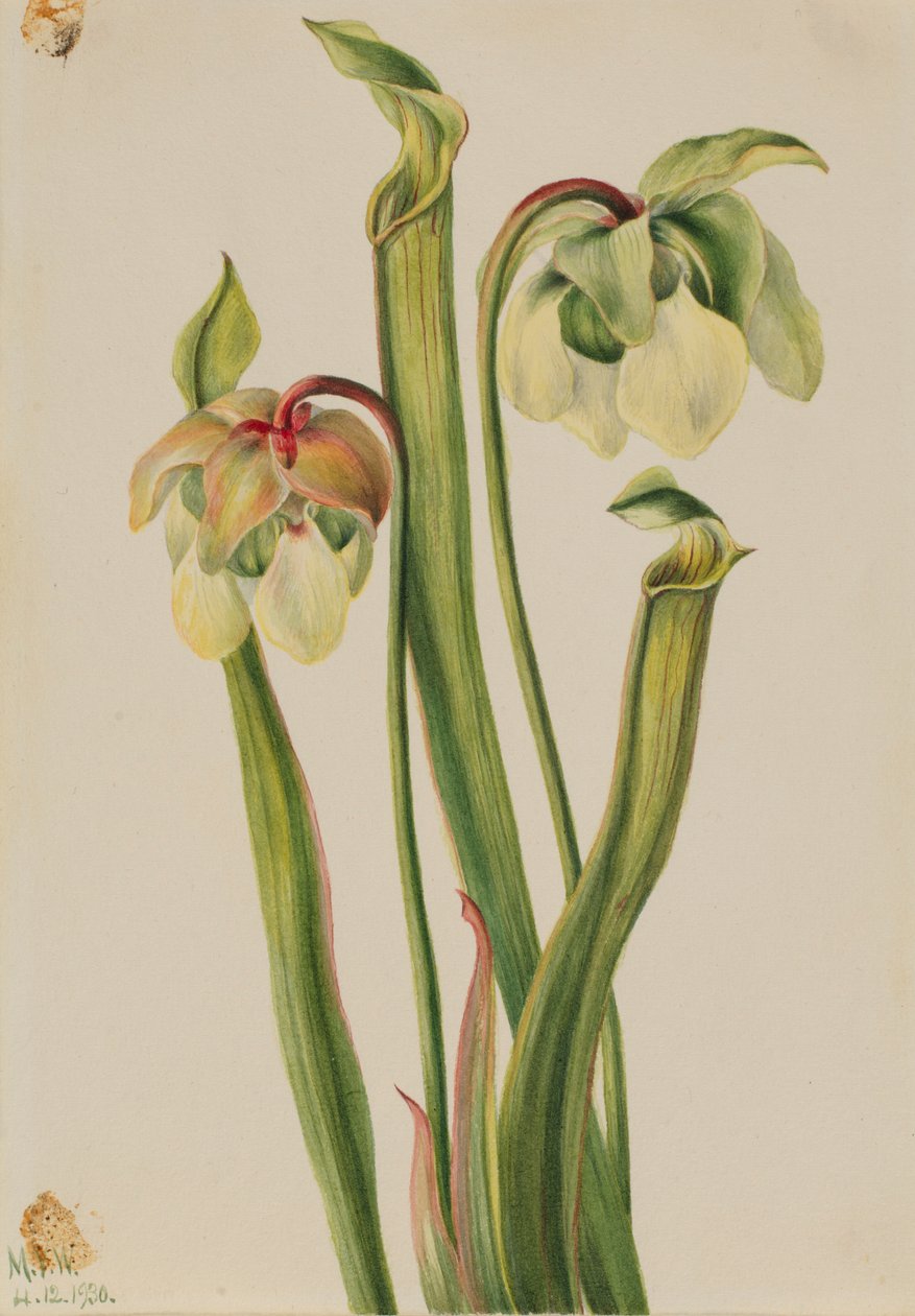 Sarracénie hybride (Sarracenia minor) - Mary Vaux Walcott