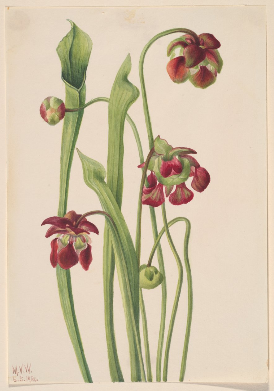 Plante hybride carnivore, 1930 - Mary Vaux Walcott
