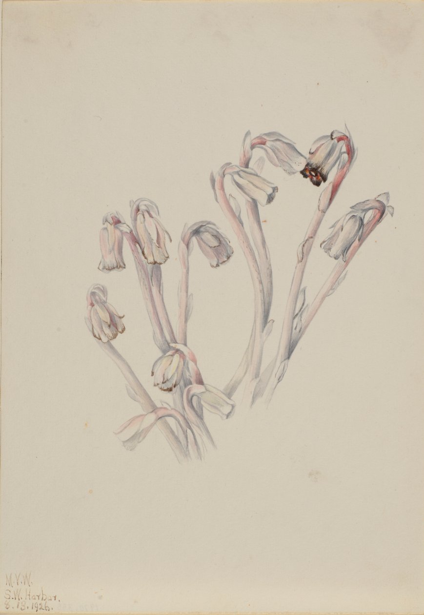 Pipe indienne (Monotropa uniflora) - Mary Vaux Walcott