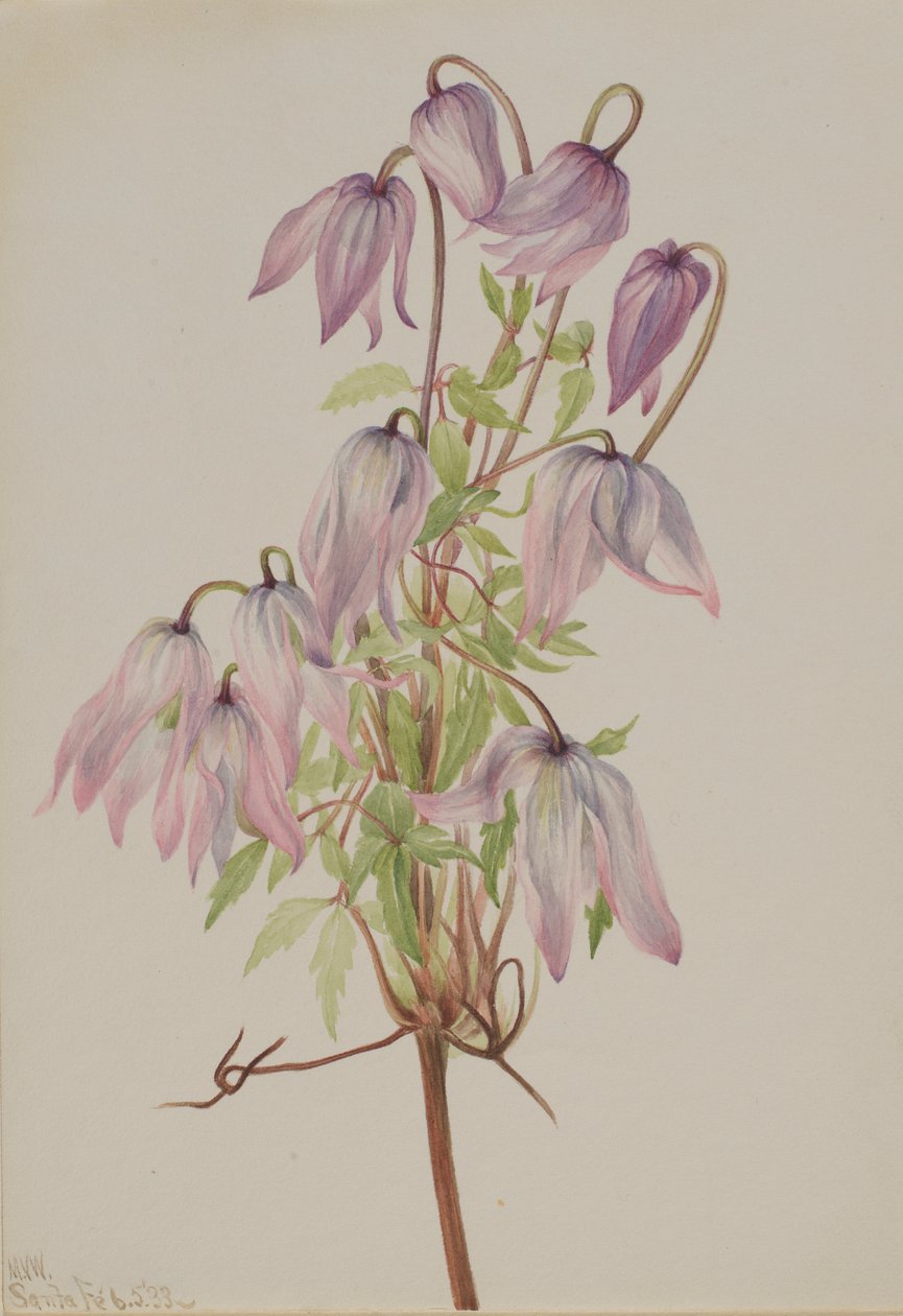 Jicarilla (Clematis pseudoalpina) - Mary Vaux Walcott