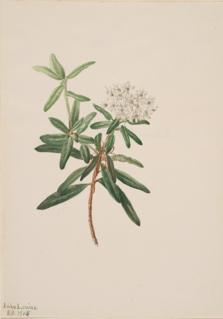 Thé du Labrador (Ledum groenlandicum) - Mary Vaux Walcott