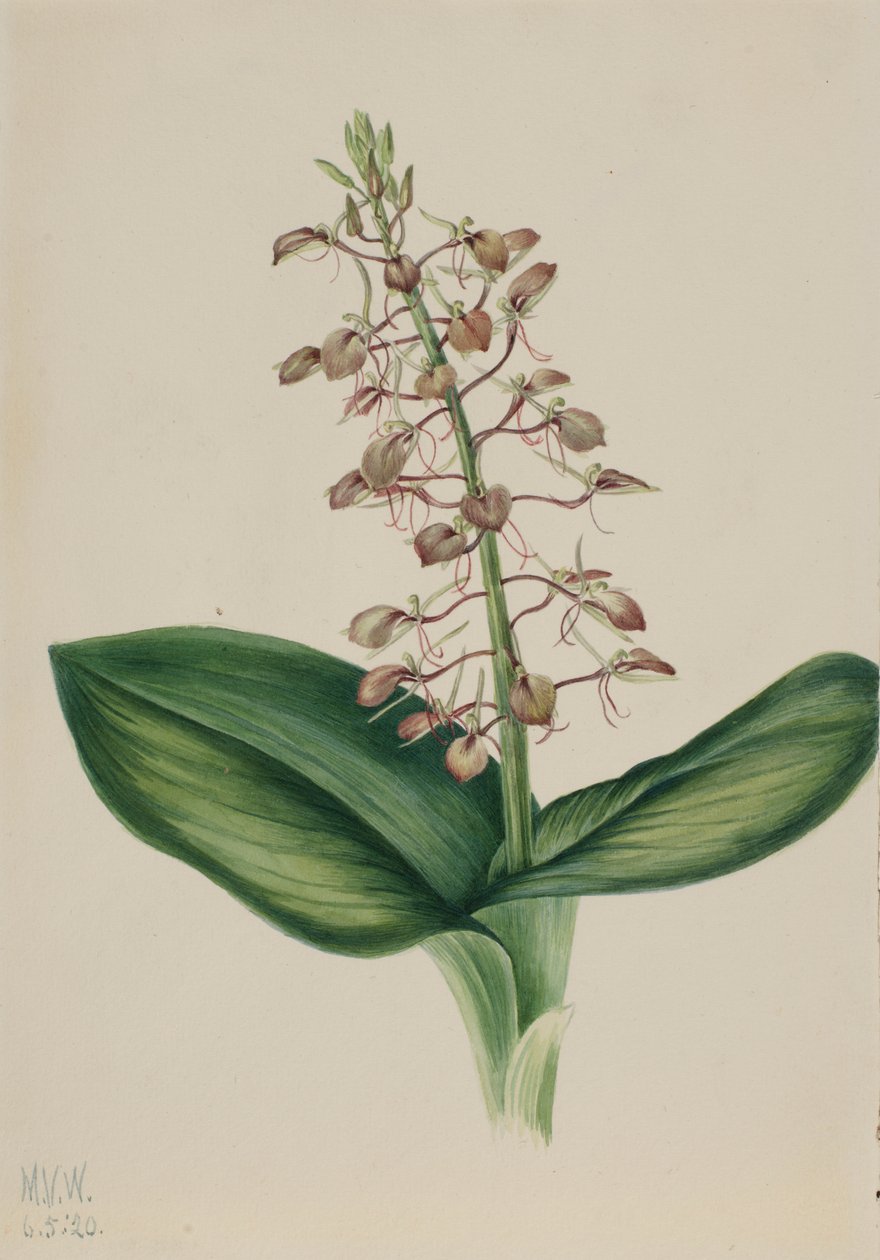 Liparis liliaire (Liparis liliifolia) - Mary Vaux Walcott