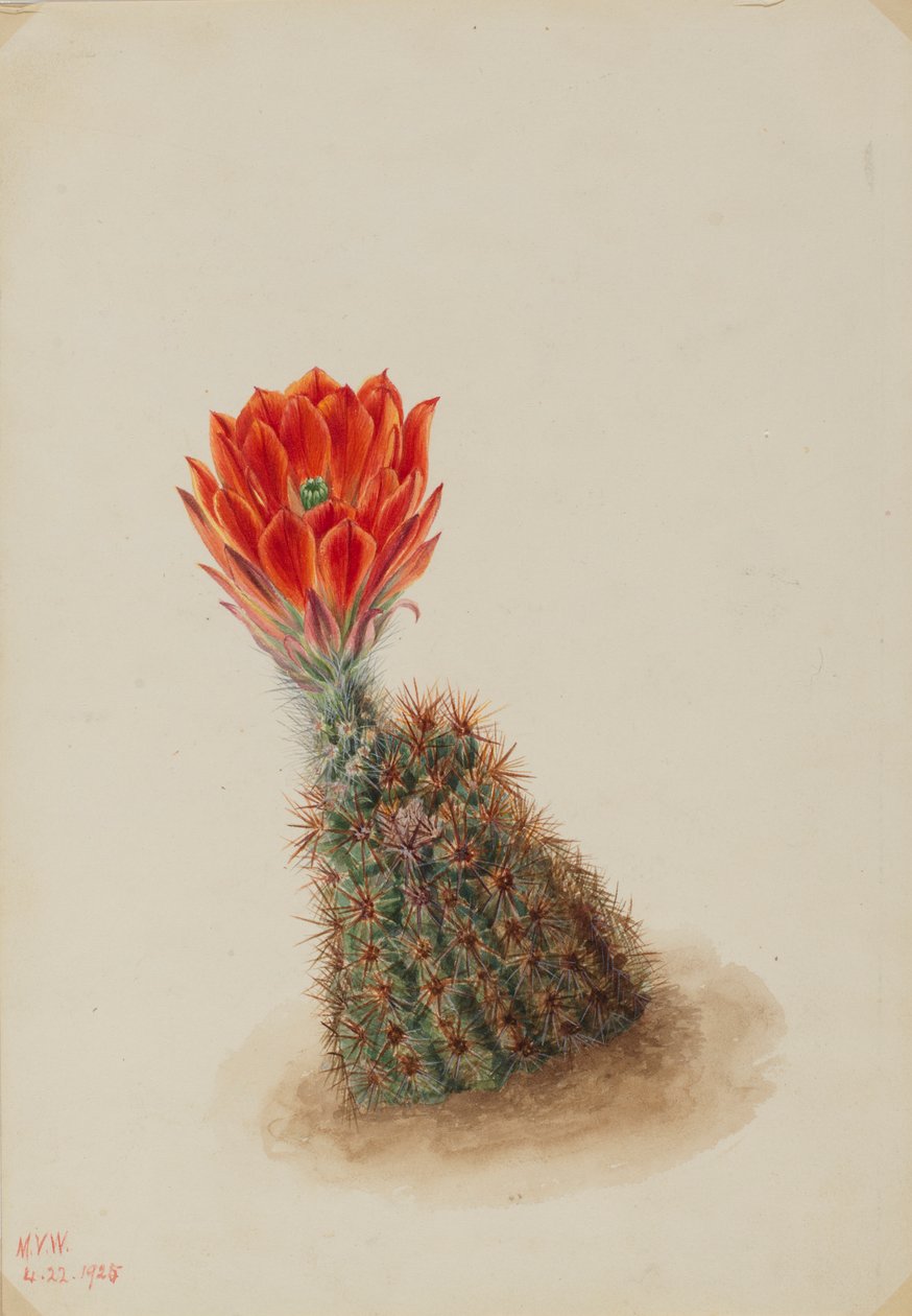 Cactus de Lloyd (Echinocereus lloydii) - Mary Vaux Walcott