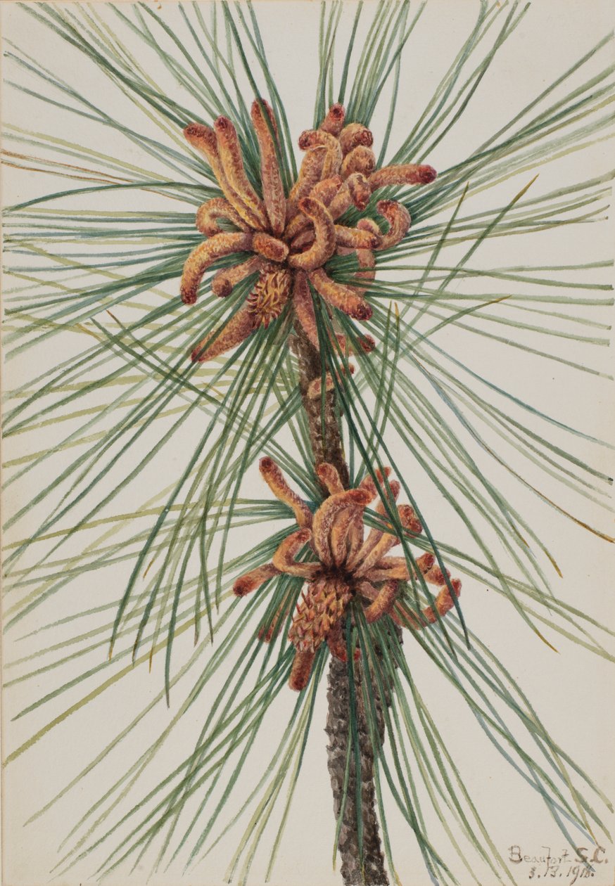 Pin sylvestre (Pinus taeda) - Mary Vaux Walcott