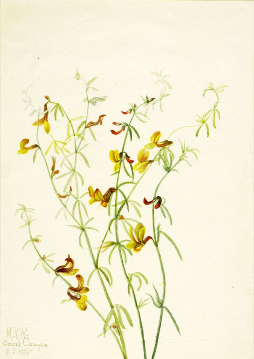 Lotus puberulus, 1935 - Mary Vaux Walcott