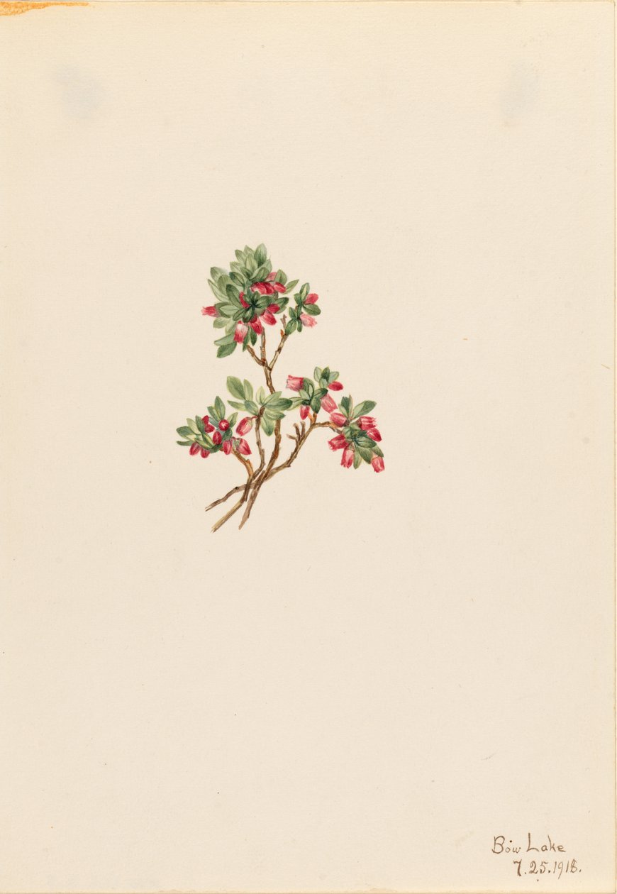 Airelle basse (Vaccinium caespitosum) - Mary Vaux Walcott