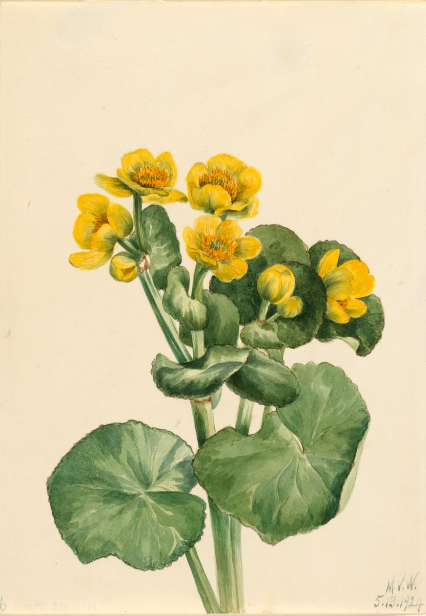 Souci des marais (Caltha palustris) - Mary Vaux Walcott