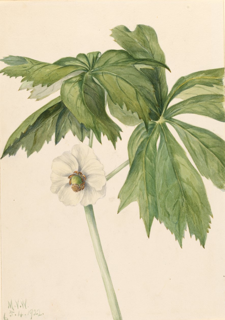 Podphylle (Podphyllum paltatum) - Mary Vaux Walcott